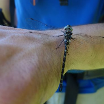 Libelle auf Arm
