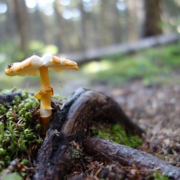 Auch Pilze wachsen viele in Maine