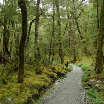 Typisch Great Walk - geschottert, bereinigt und dadurch extrem einfach zu laufen