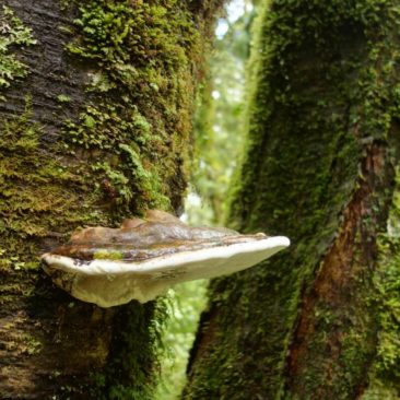 Baumpilz, wie man ihn auch im europäischen Wald findet