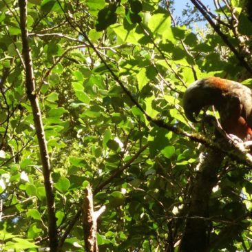 Kaka-Papagei im Baum