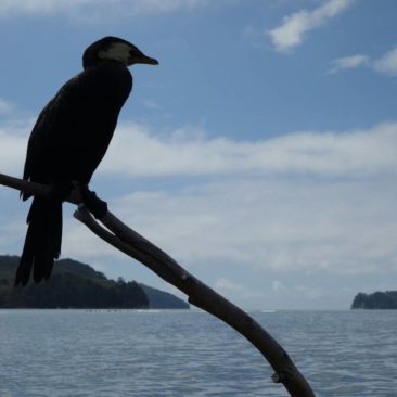 Kormorane sieht man viele entlang der Küste des Abel Tasman National Parks