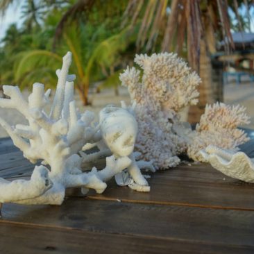 Tote, angespülte Korallen und Muscheln