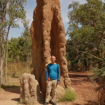 Die Termiten bauen zum Teil riesige Bauten