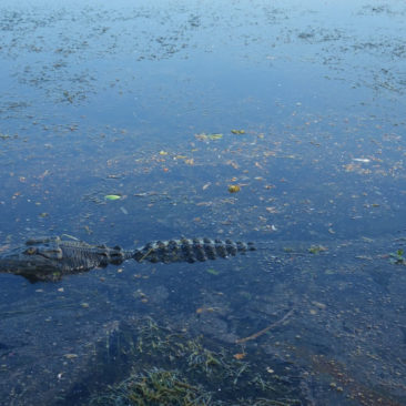Die Krokodile am Yellow Water Billabong sind schon wachsam