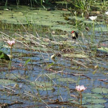 Solange das Wasser da ist, gedeiht das Leben prächtig im Kakadu Nationalpark