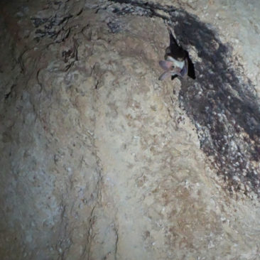 Fledermaus in der Cutta Cutta Höhle